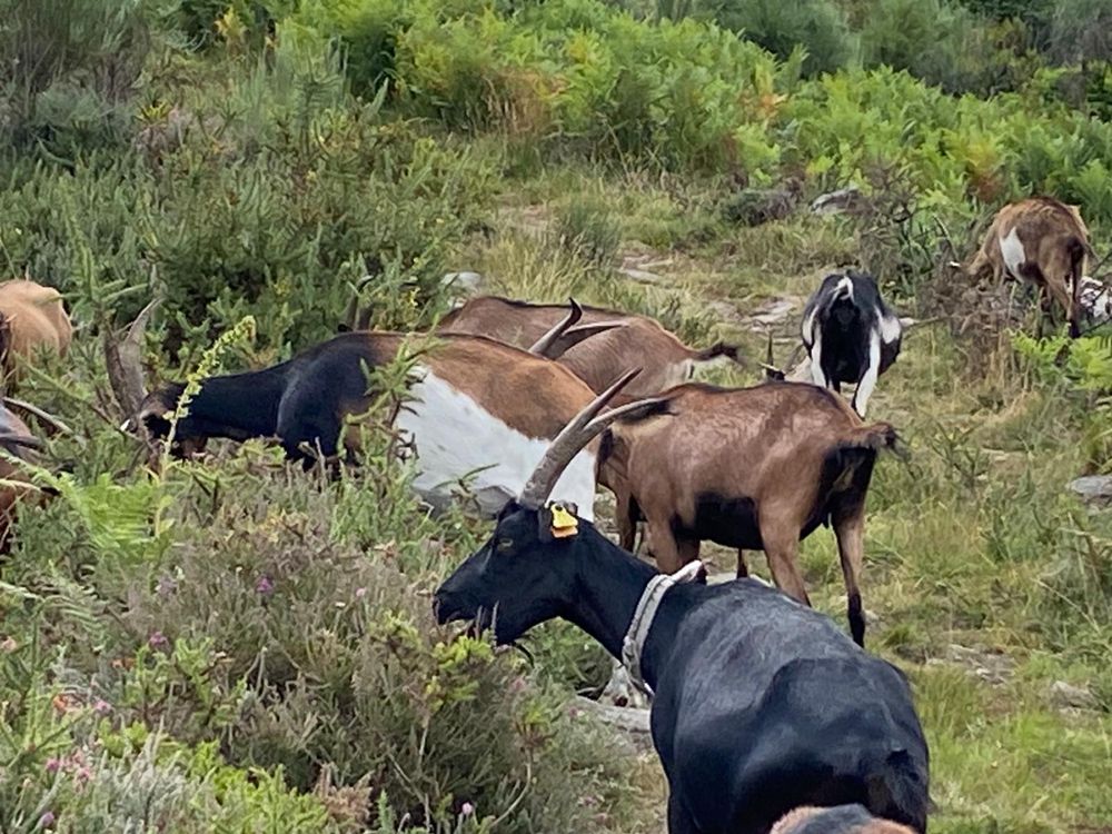 Rebanho de cabras para venda