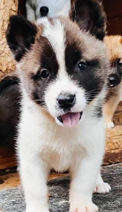 Хлопчик ! Сміливий!  Достойний