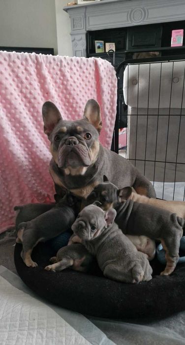 Цуценята французского бульдога! Цвни ві 250$ щеплення зроблені!