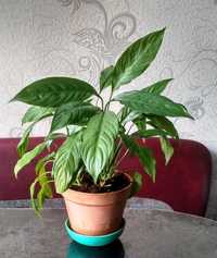 Спатифиллум, молодое растение
