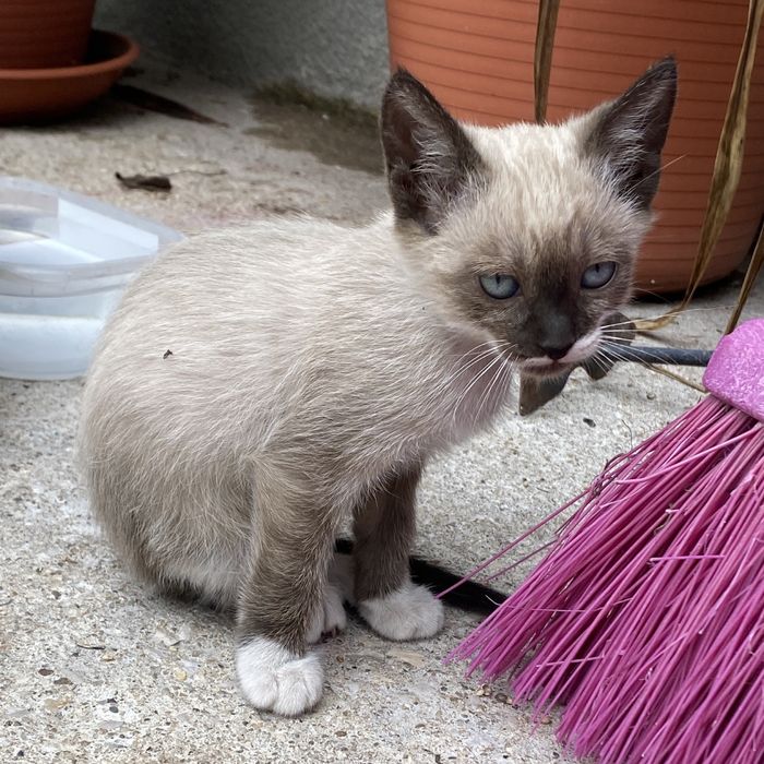 1 Gatinha para dar