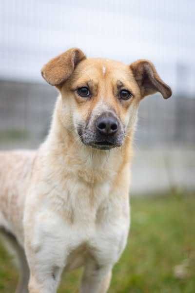 Porzucona młoda Bianka szuka spokojnego domku