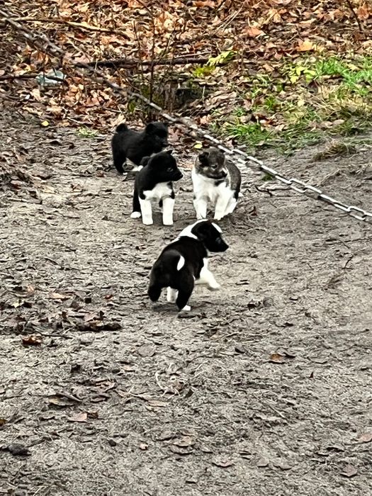 Західно сибірські лайки