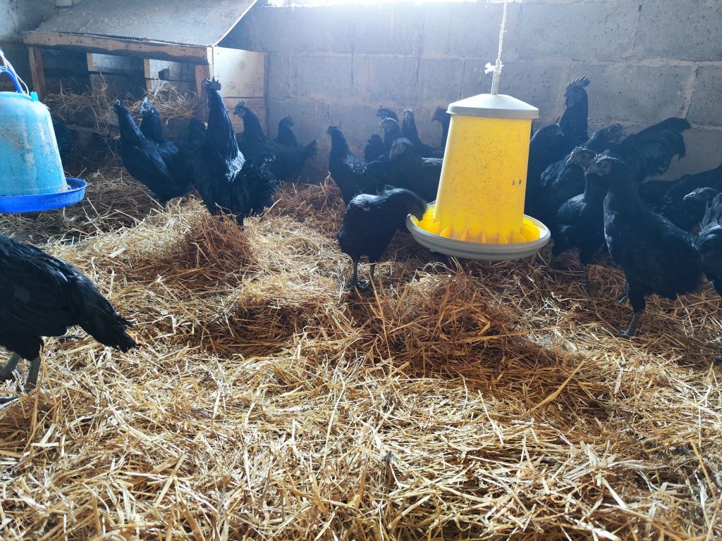 Koguty rasowe TANIO! Ayam cemani, araukana itd.