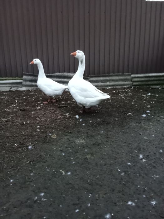 Пара гусей мамут
