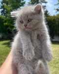 Gatinho Scottish straight Lilac