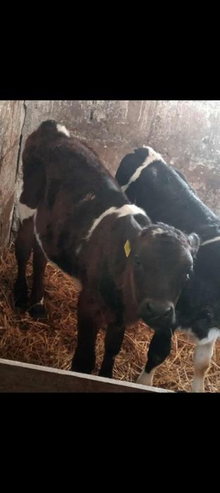 Jałówki 3 miesięczne