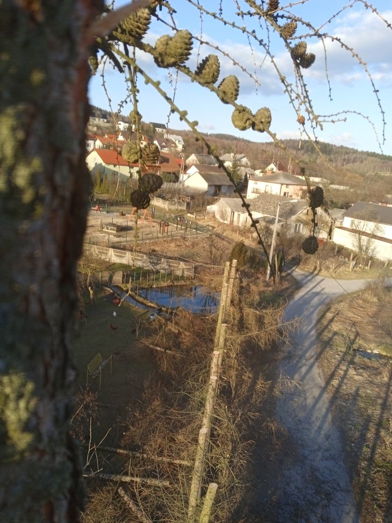 Drzewo olcha sosna topola brzoza Buk