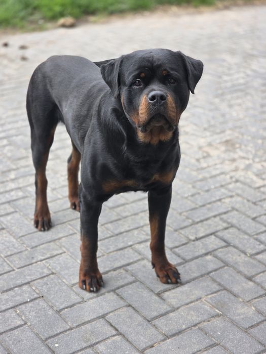 Rottweiler za darmo