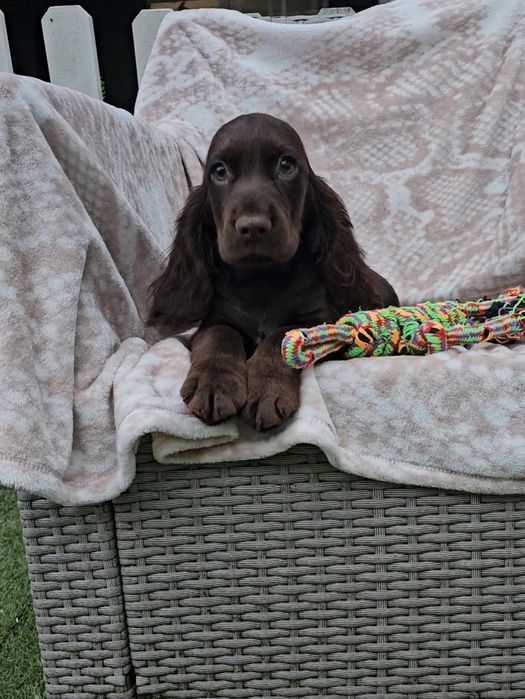 Lindo e meigo Cocker Spaniel Inglês