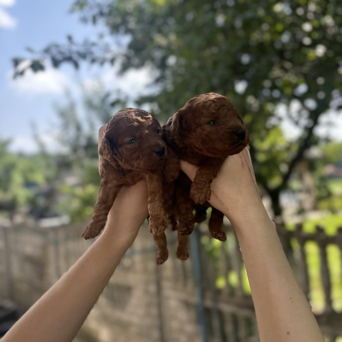 Той пуделя RED BRAUN