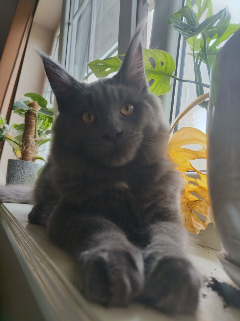 Maine coon Śliczna kotka
