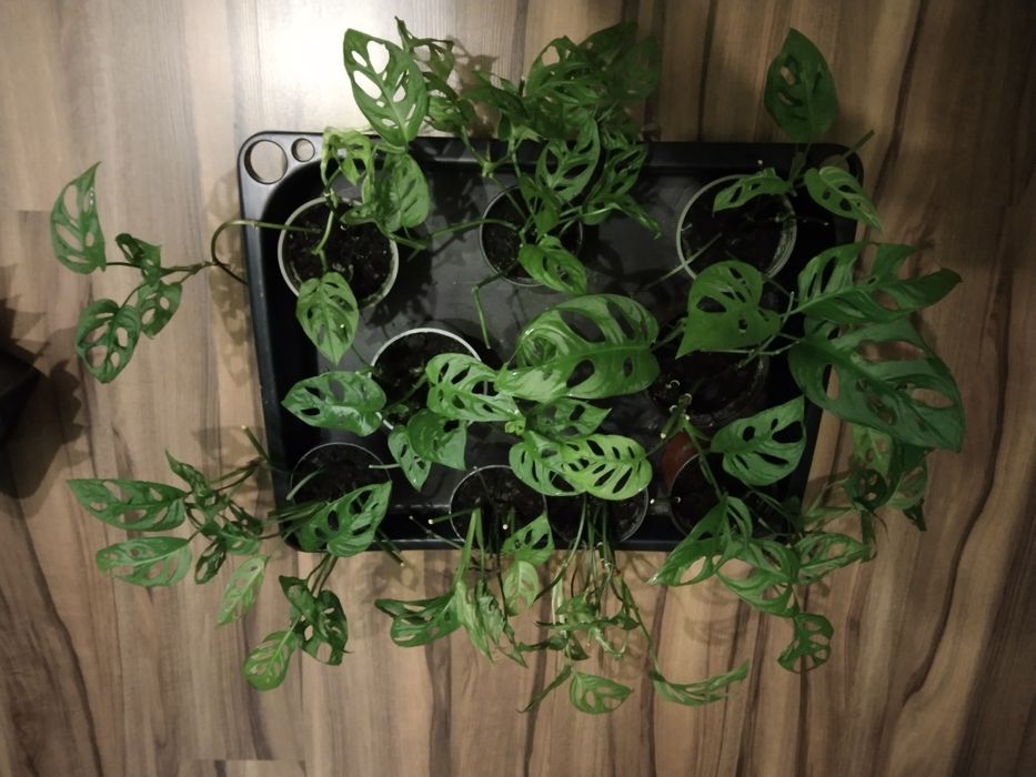 Kwiat - monstiera drobnolistns