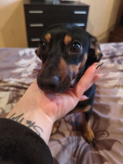 Отдам в добрые руки