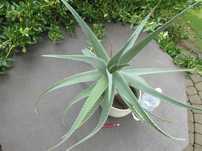 Ponad 5 letni olbrzymi aloes leczniczy - Aloe Vera (aloes zwyczajny)
