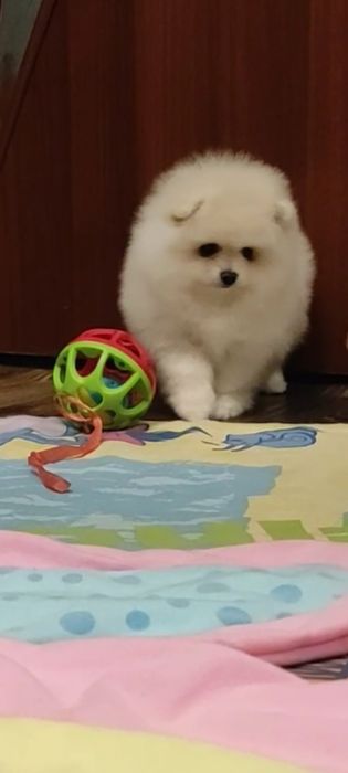 Померанский шпиц. Девочка