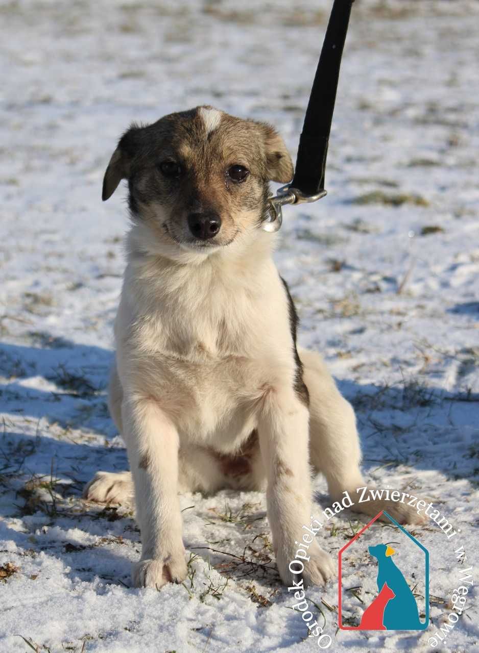 ŚLICZNY szczeniak, 6 miesięcy, 4 kg - adoptuj