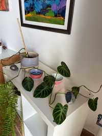 Philodendron verrucosum