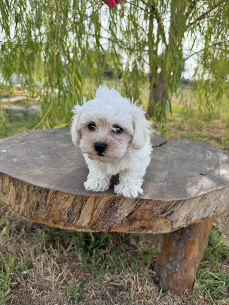 Bichon Maltês fofinho