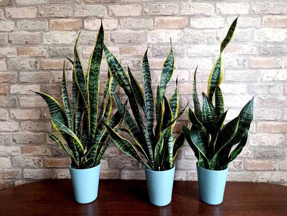 Sansevieria Laurenti - wysokie 60 cm.