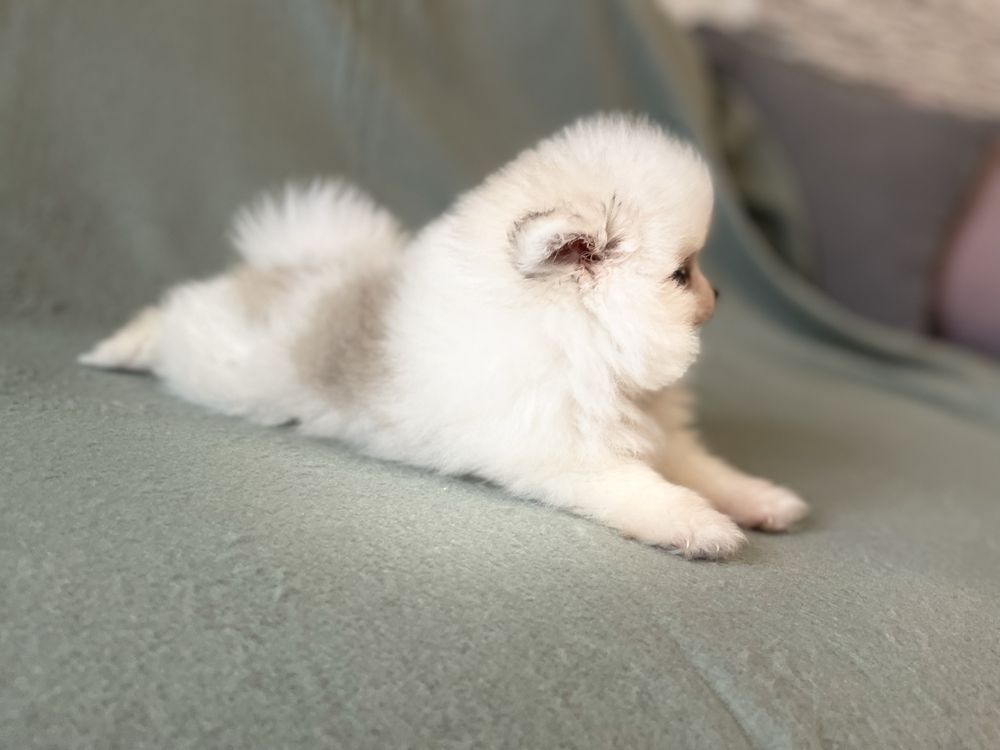Pomeranianki suczka mini mini