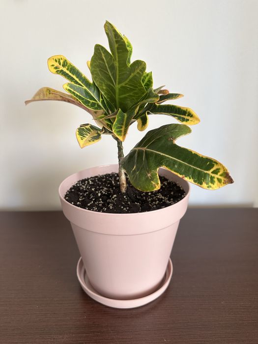 Кротон Ексклент, кімнатна рослина