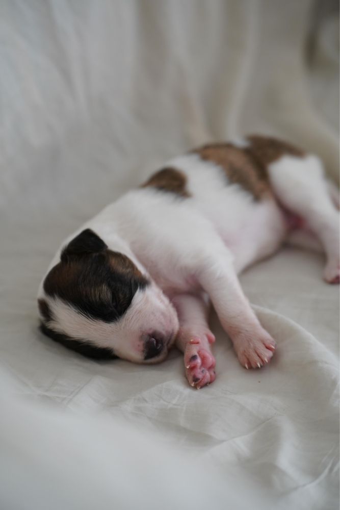 6 Cachorrinhos machos para adoção urgente