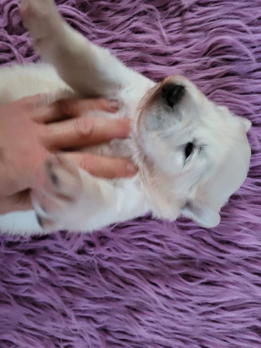 Polski Owczarek Podhalanski chlopakPiesek