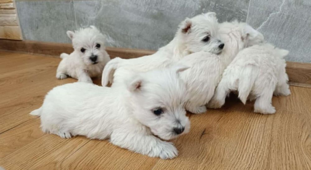 West Highland White Terrier zapraszam do rezerwacji