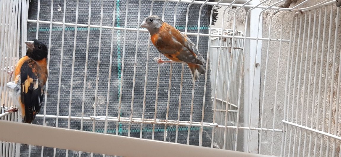 Cardinalito da Venezuela