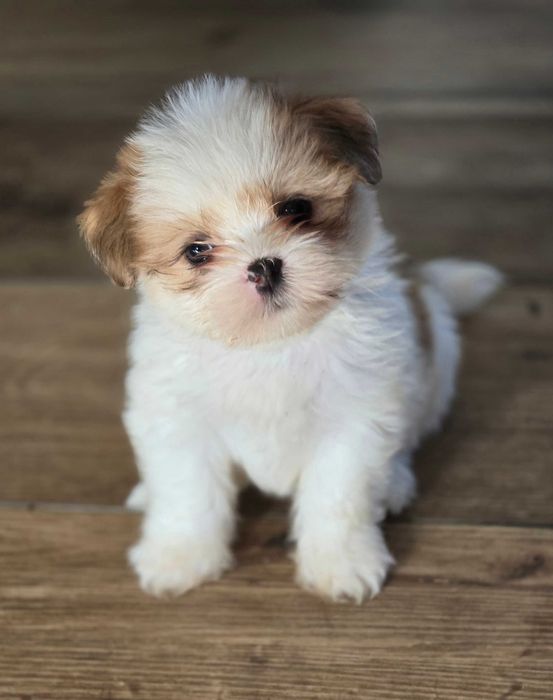 Lhasa Apso suczka z rodowodem FCI