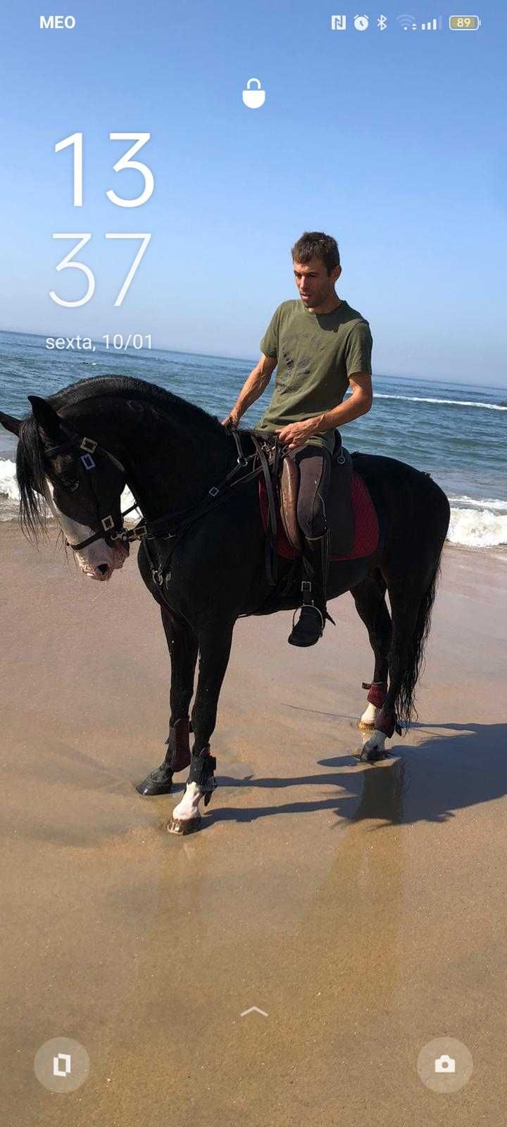 Cubricoes de cavalo lusitano não pontuado boas linhas