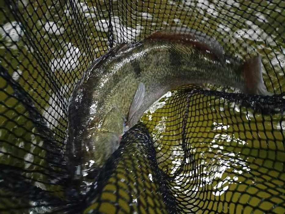 Karp amur szczupak pstrąg sum sandacz Jesiotr węgorz