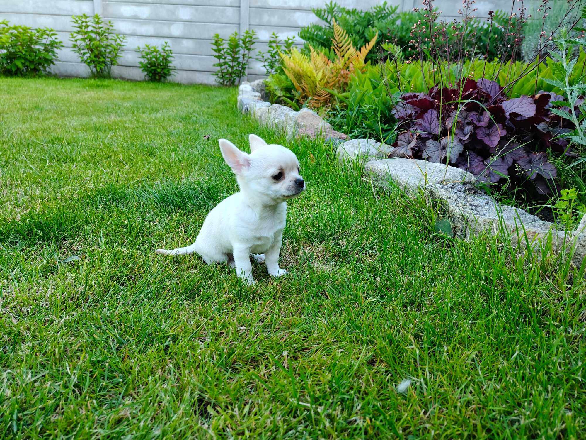 Chihuahua krótkowłosy ZKwP (FCI)
