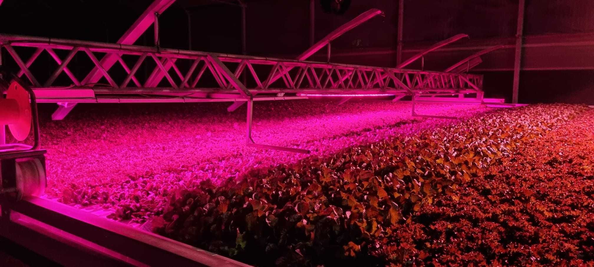 Lâmpadas LED para Cultivo Hortícolas