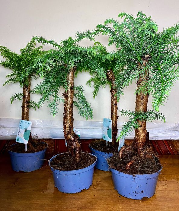 Бонсаі. Доставка по Украіні.