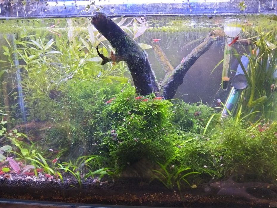 Packs para aquário guppys/camarões/plantas/enguias de vinagre