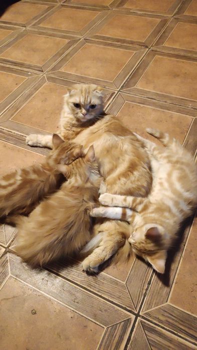 Котята шотландские
