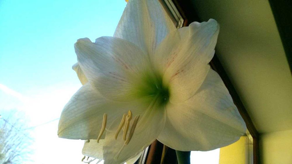 Амариліс Гіпіаструм Гиппеаструм Амариллис сорт Arctic White