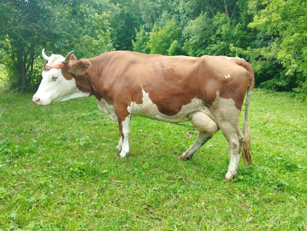 Продам корову на тримання