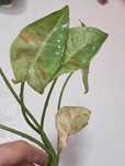Syngonium milk confetti w typie marble galaxy