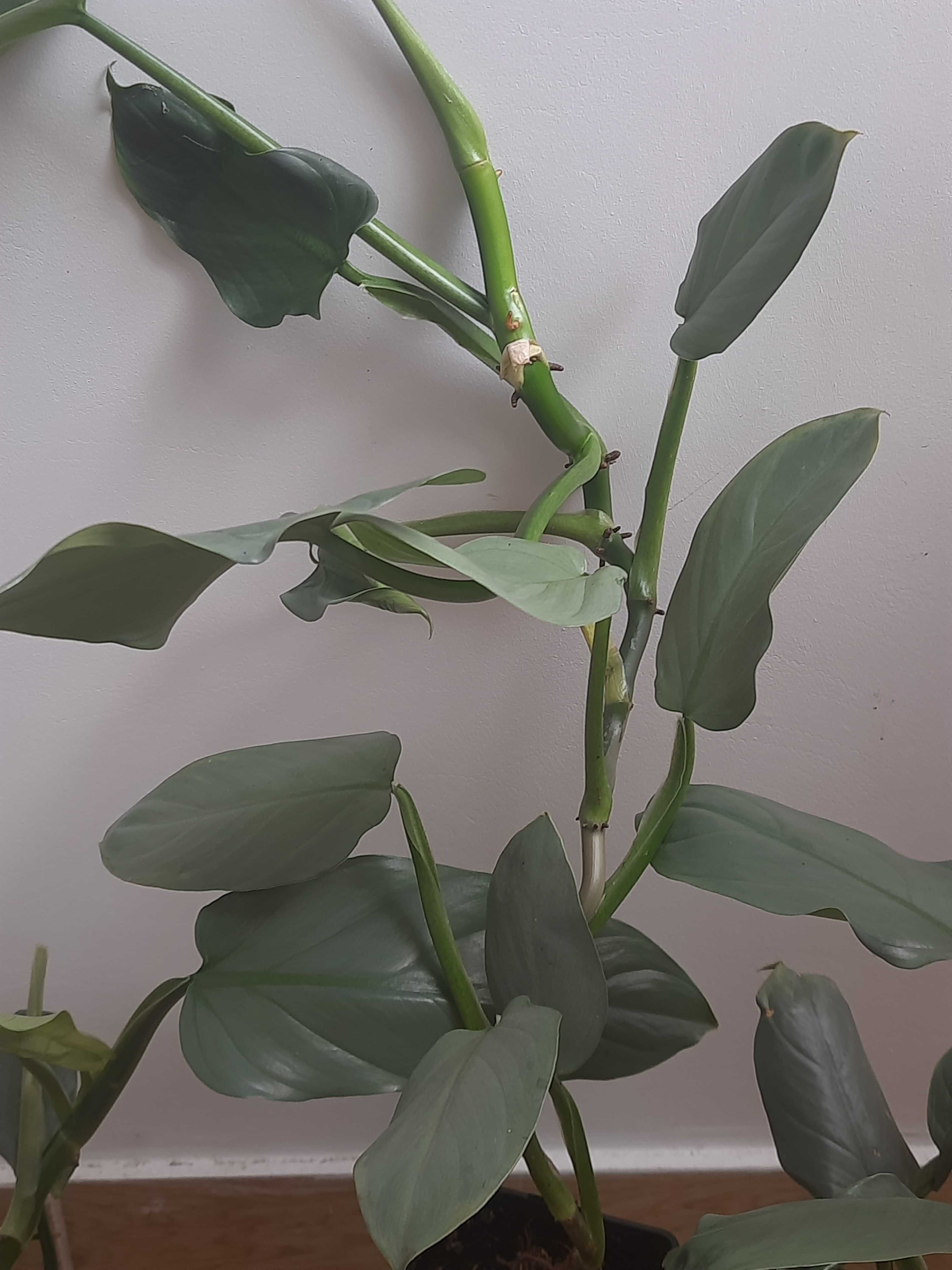 Filodendron hastatum Królowa Srebrnych Mieczy wybór z trzech roślin