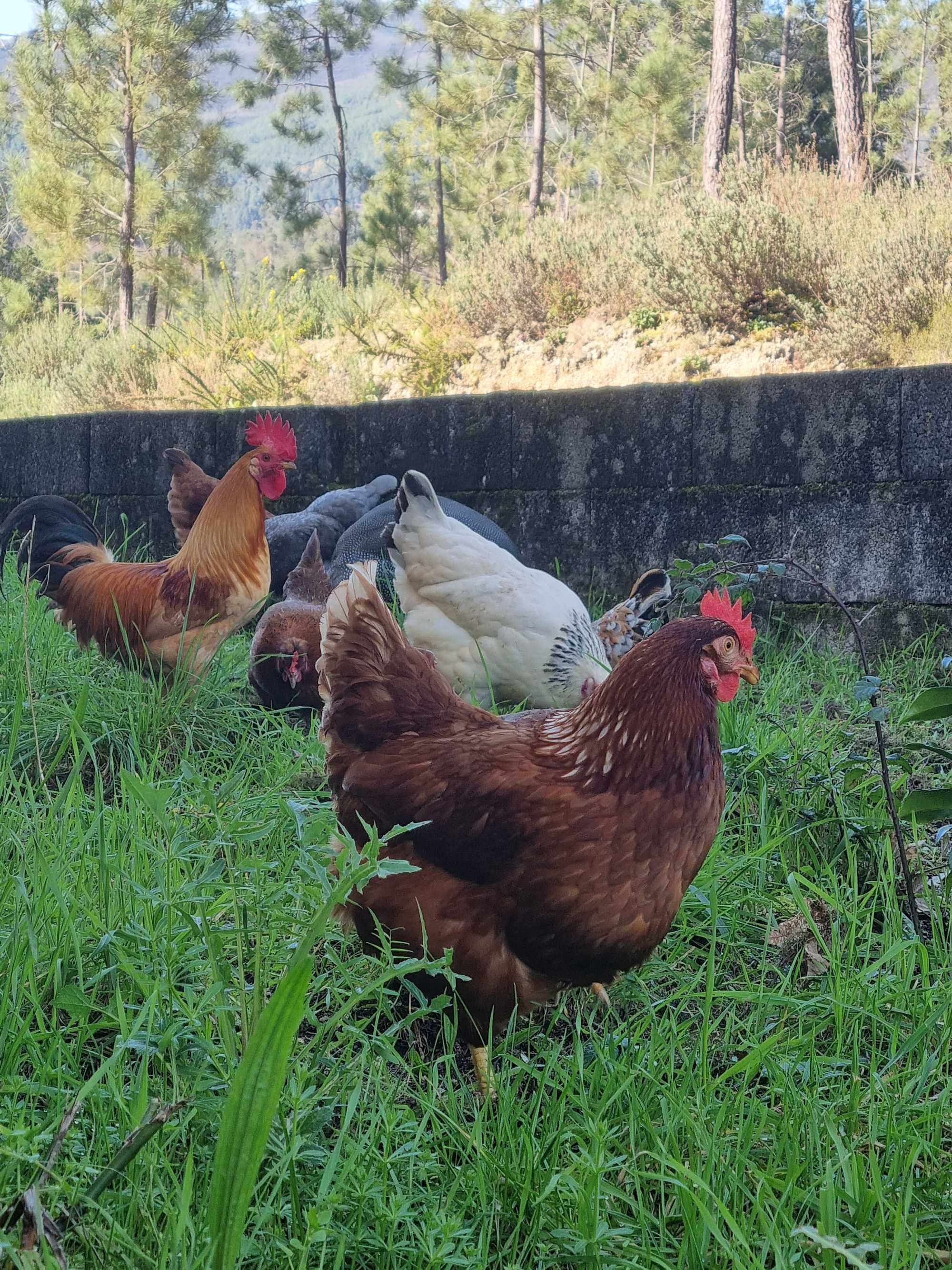 Ovos M/L galinha