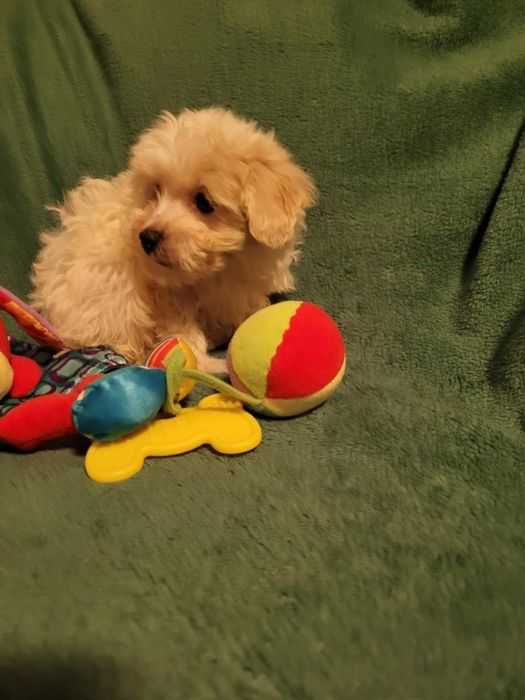 Maltipoo suczka Warszawa maltańczyk pudel