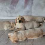 Biszkoptowa, żółta suczka labrador retriever ZKwP FCI