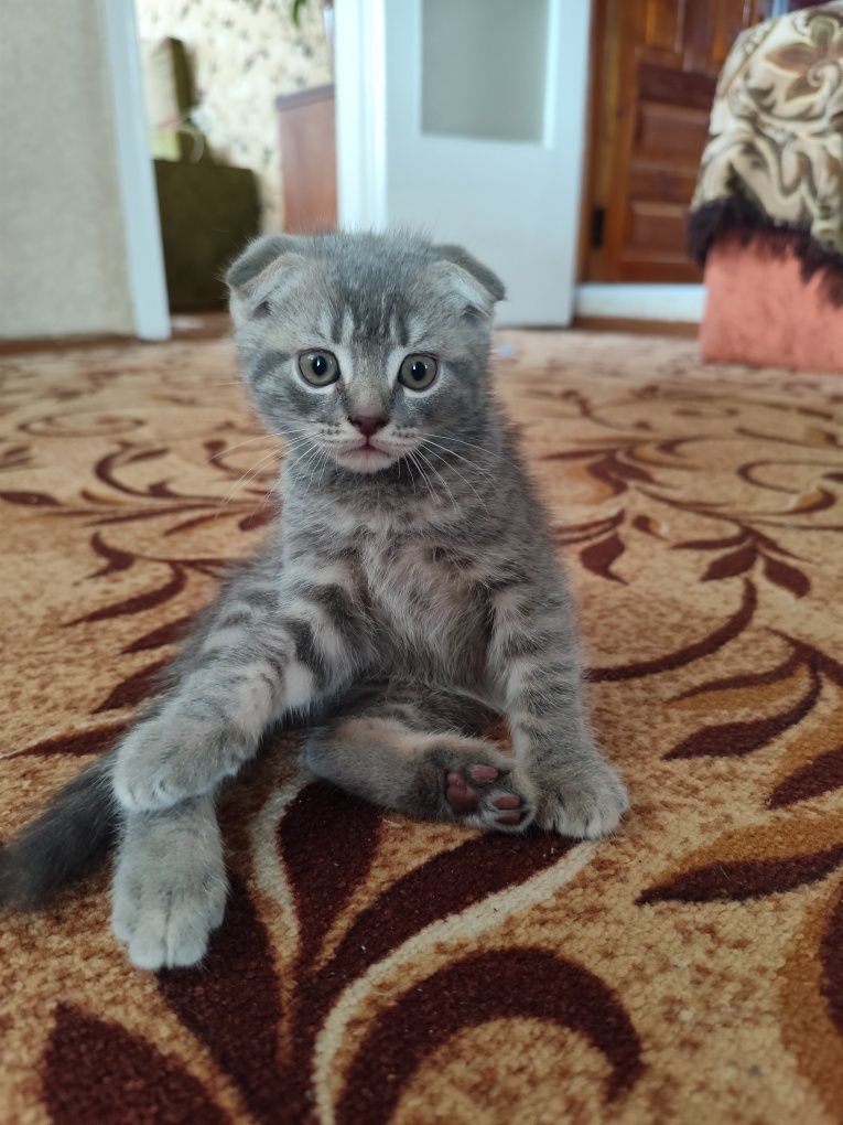 Кошенята шотландські