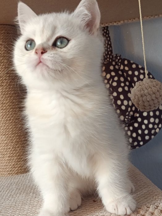 Мультяшний котик вільний