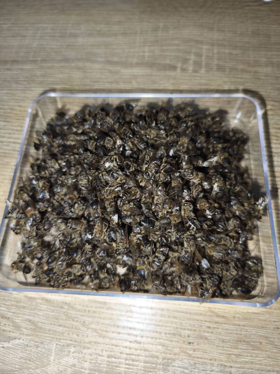 Пчелиный подмор продам