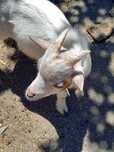 cabrito micro anão branquinho