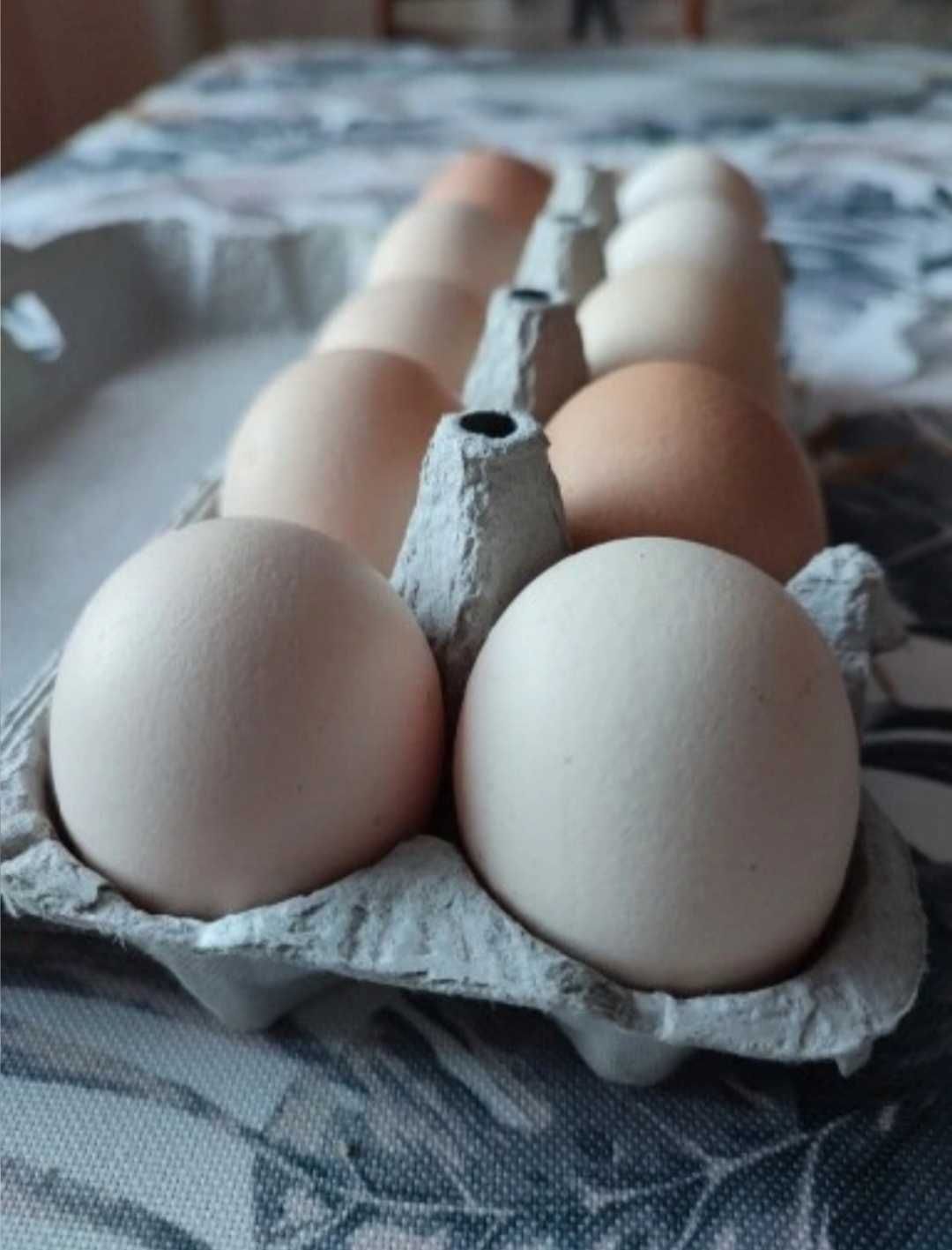 Jajka z wolnego wybiegu